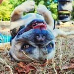 Dog sitting Kensington