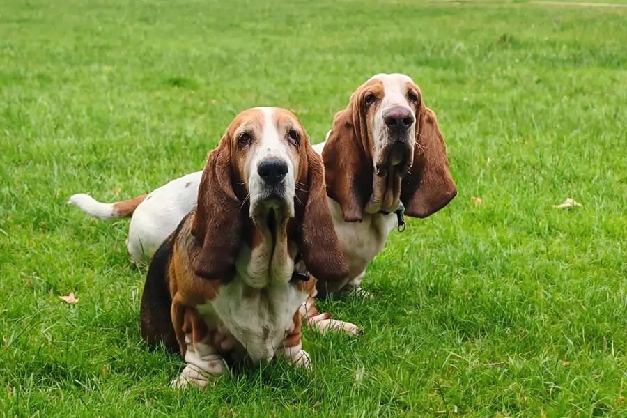 Two Basset Hounds sitting together during a walk in Notting Hill
