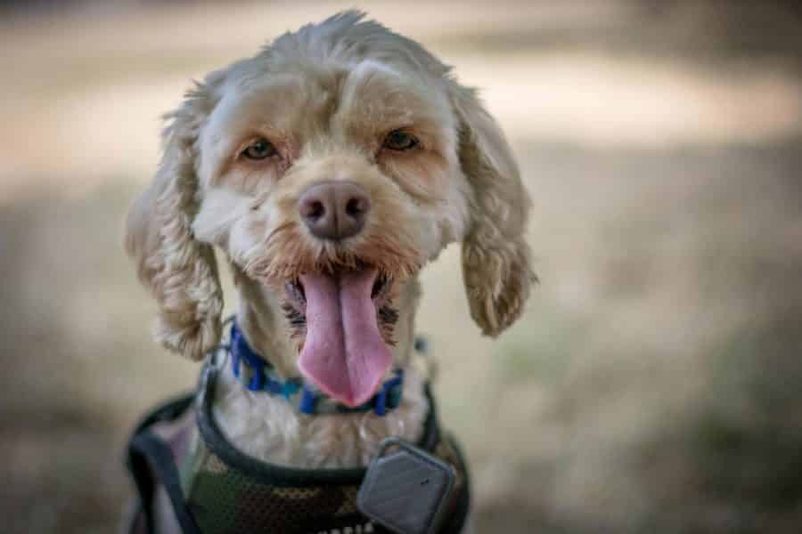 Cockapoo with tongue out looking at the camera – dog walking in Notting Hill