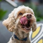 Cockapoo licking her lips, waiting for a treat – testimonial photo