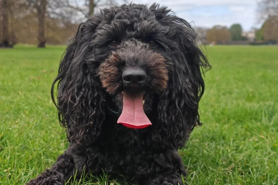 Happy black dog sitting on grass.