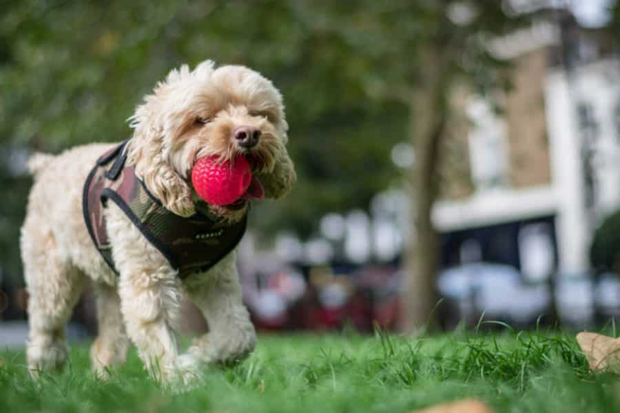 Cockapoo playing fetch during an off-lead walk in Notting Hill