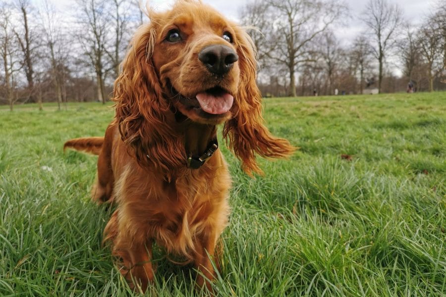 Cocker Spaniel in Kensington Gardens, ready to run during a ball game