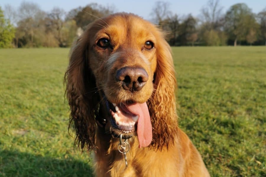 Cocker Spaniel with tongue out during a walk in Bayswater – dog walking