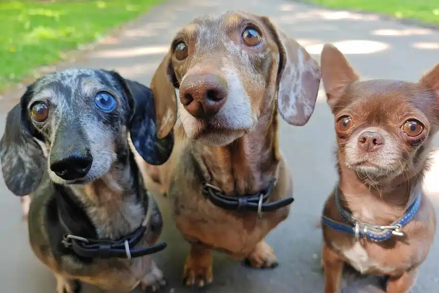 Two Dachshunds and a Chihuahua during a dog walk in Kensington – carousel image