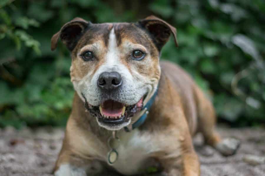 Smiling English Staffy lying in the park during a calm moment on a dog walk in Notting Hill