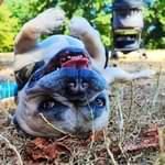 French Bulldog lying on his back during a walk in the park – testimonial photo