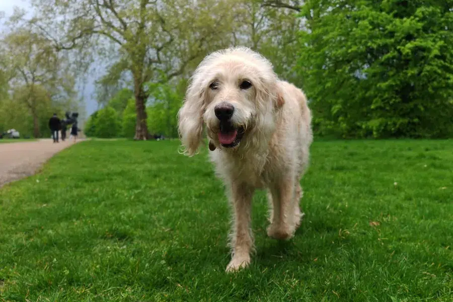 Golden Doodle walking toward the camera in Notting Hill – dog walking carousel image