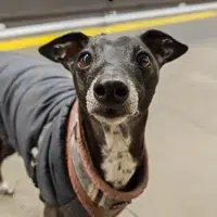 Italian Greyhound headshot pulling a funny face – testimonial thumbnail