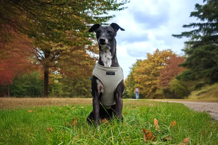 Italian Greyhound sitting and looking at the camera – dog walking in Bayswater
