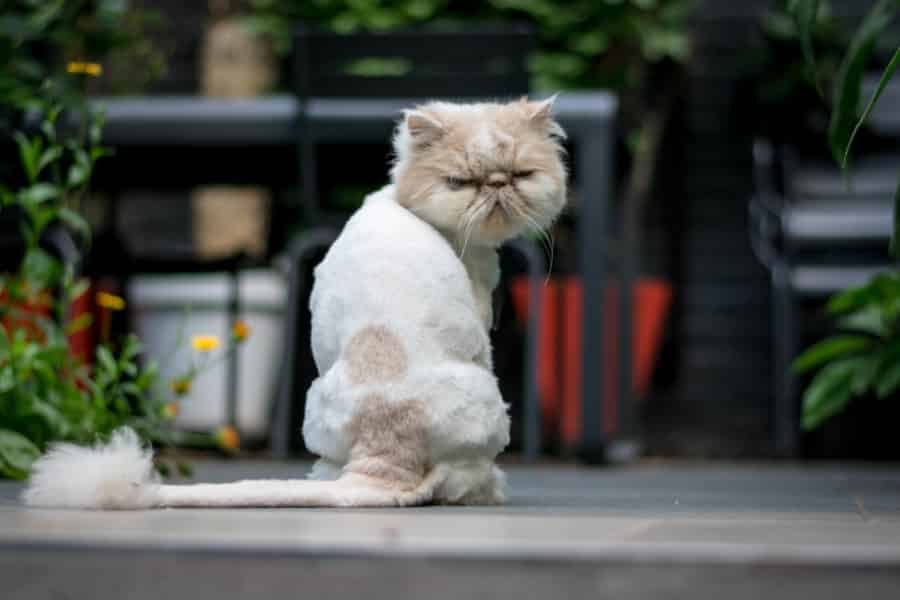 Persian cat sitting in a garden – pet sitting in Notting Hill