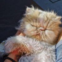 Persian cat sleeping while gently hugging a hand – pet sitting Bayswater