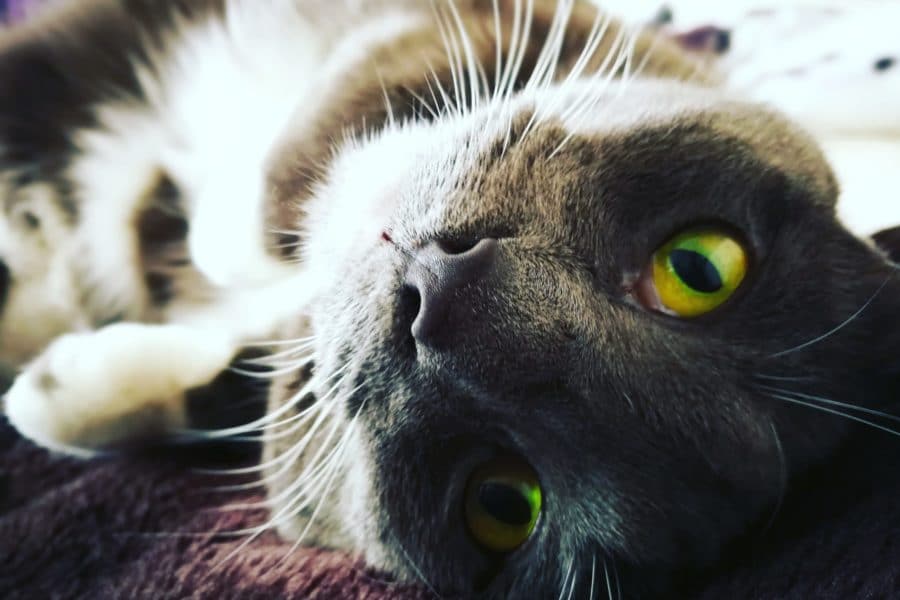 Tuxedo cat lying on his back, playfully staring into the camera – pet sitting in Notting Hill