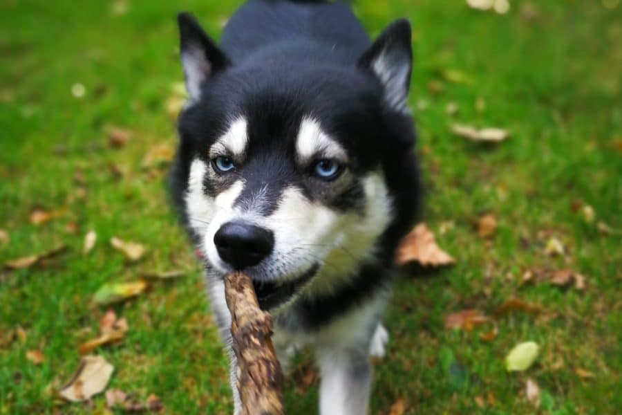 Pomsky dog pulling a large stick in the park during a walk in Notting Hill