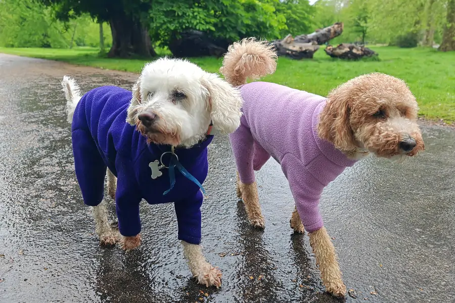 Small Poodle and Cockapoo wearing onesies on a rainy walk in Bayswater – dog walking carousel