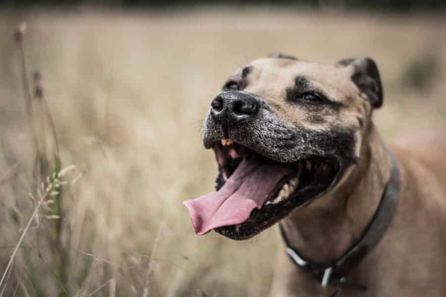 Boris the rescue Staffy smiling after a run in Kensington Gardens