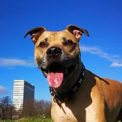 Rescue Staffy smiling during a dog walk in Bayswater – testimonial photo