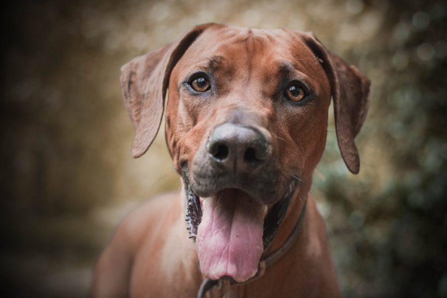 Happy Rhodesian Ridgeback during a walk – homepage carousel