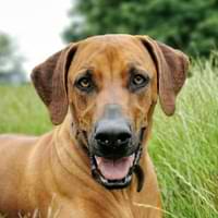 Rhodesian Ridgeback resting in a grassy field during a walk – testimonial photo
