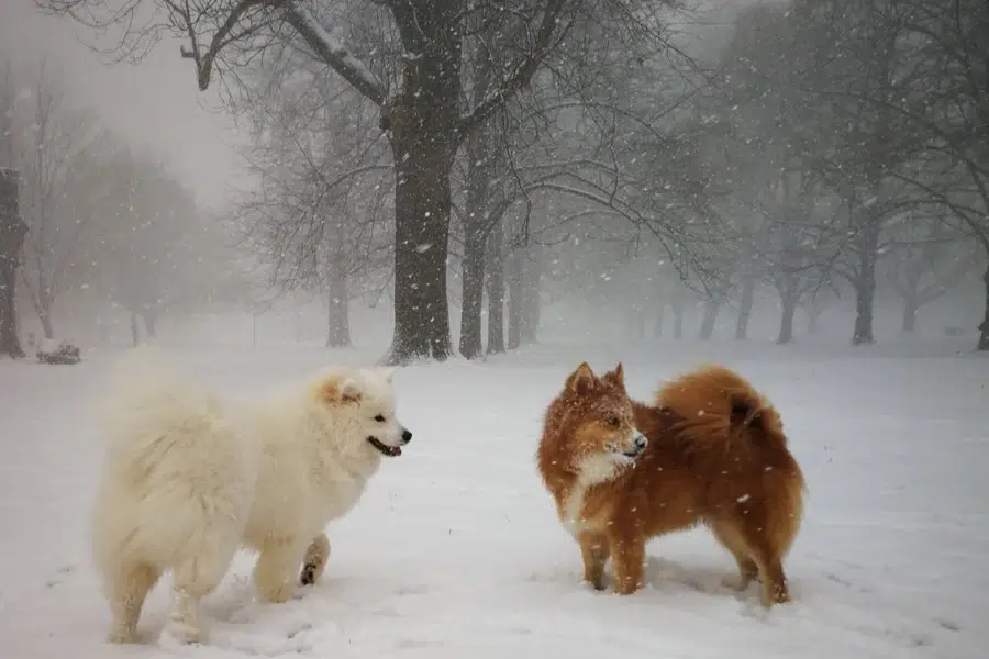 Pomsky and Samoyed during a snowy winter walk in Kensington – dog walking image