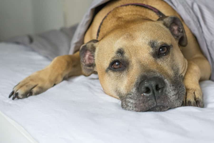 Rescue Staffy lying in bed, sleepy and tucked under a sheet – dog boarding photo
