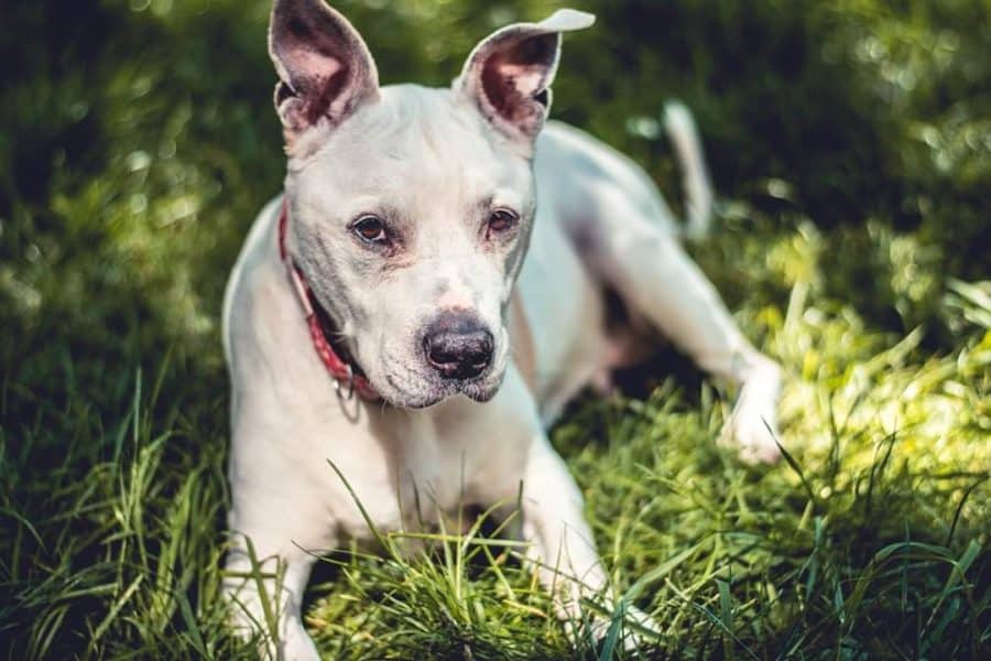 White Staffy lying in the grass in the shade during a summer walk in Kensington