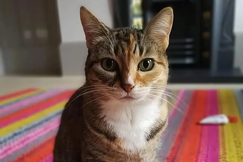 Tabby cat sitting in their flat and calmly staring into the camera – pet sitting in Notting Hill