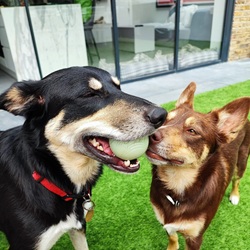 Two dogs playing in the garden during a home boarding stay – testimonial photo