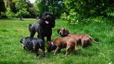 dog walker kensington