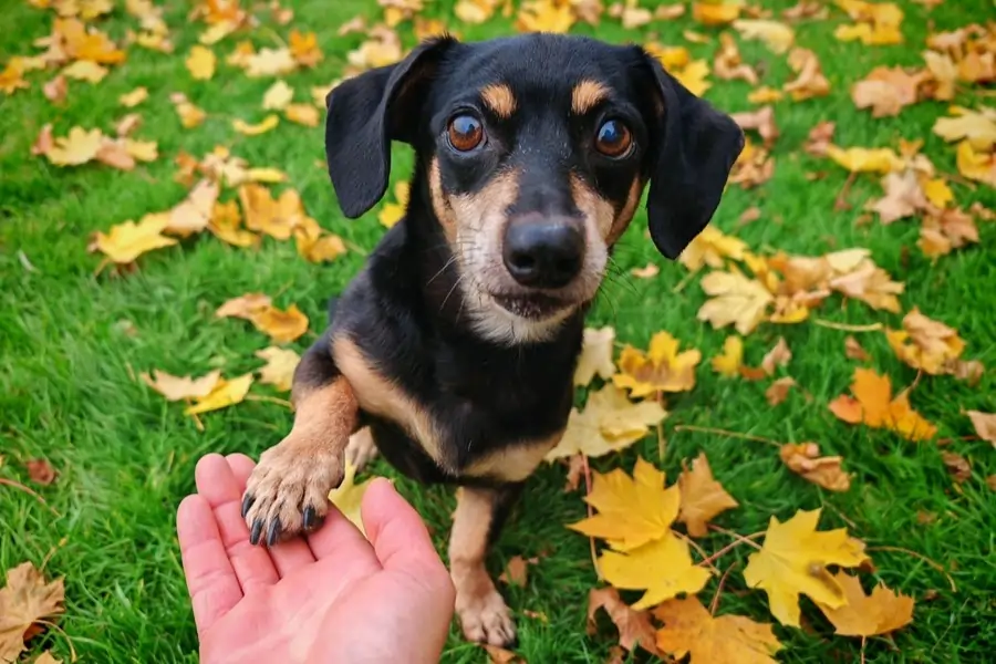 meet and greet dog walker notting hill