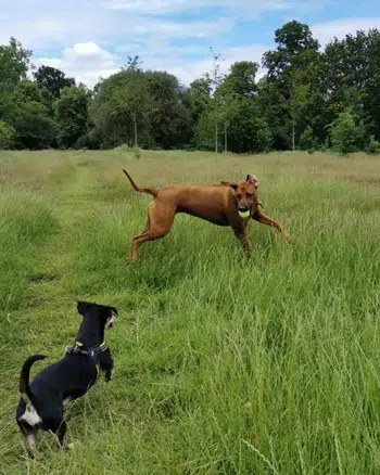 rhodesian ridgeback dog walker kensington