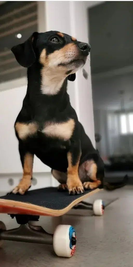 sammy and mim dog walker notting hill 1