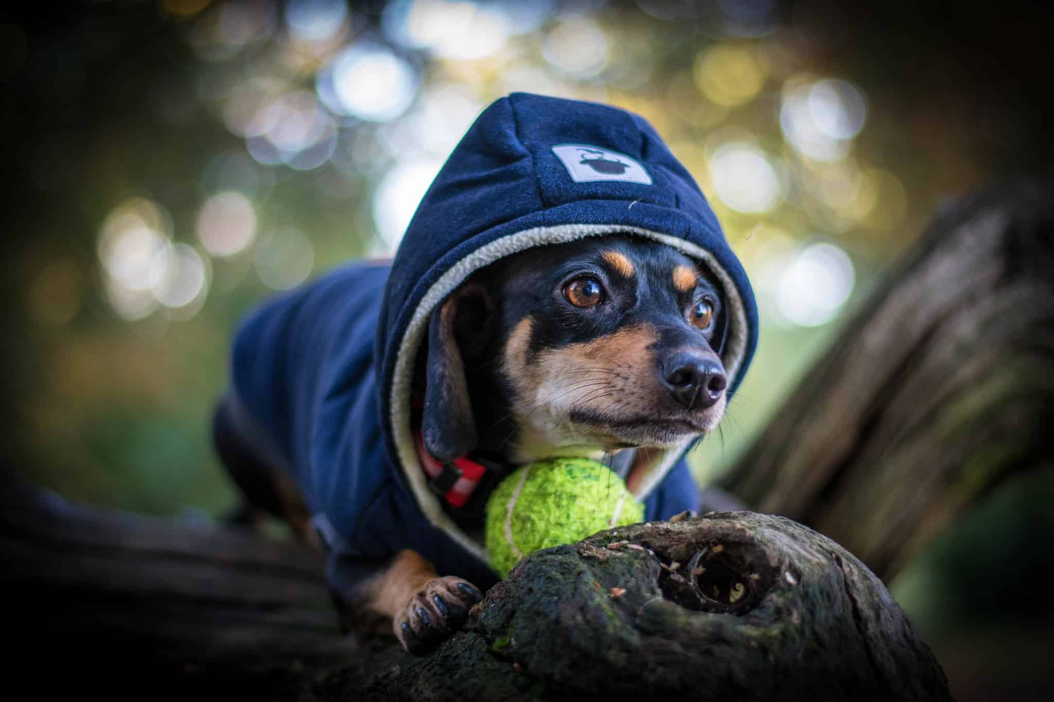 sammy dog walking kensington gardens