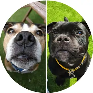 Two Staffies looking up – close-up on their noses – testimonial thumbnail.