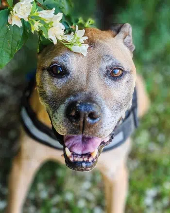 staffy dog walker bayswater